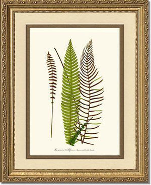 Lomaria spicant Botanical Wall Art Print-Charting Nature