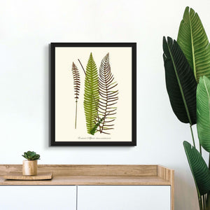 Lomaria spicant Botanical Wall Art Print-Charting Nature