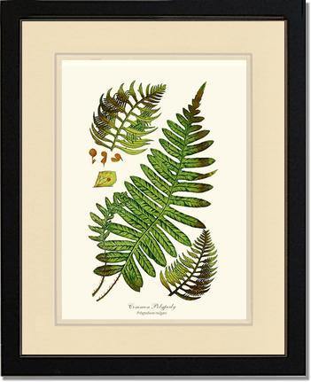 Common Polypody Fern Botanical Wall Art Print-Charting Nature
