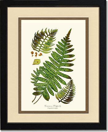 Common Polypody Fern Botanical Wall Art Print-Charting Nature