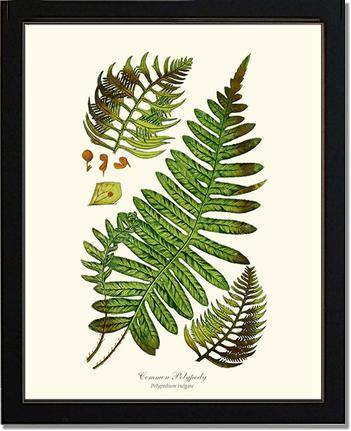Common Polypody Fern Botanical Wall Art Print-Charting Nature