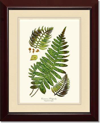 Common Polypody Fern Botanical Wall Art Print-Charting Nature