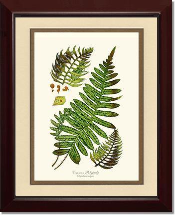 Common Polypody Fern Botanical Wall Art Print-Charting Nature