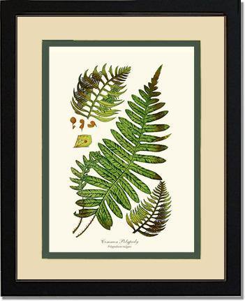 Common Polypody Fern Botanical Wall Art Print-Charting Nature