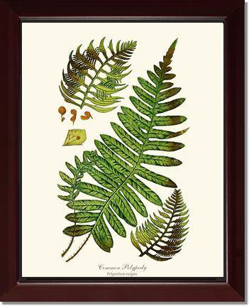 Common Polypody Fern Botanical Wall Art Print-Charting Nature