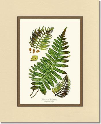 Common Polypody Fern Botanical Wall Art Print-Charting Nature