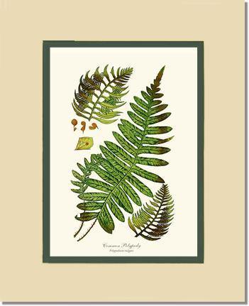 Common Polypody Fern Botanical Wall Art Print-Charting Nature