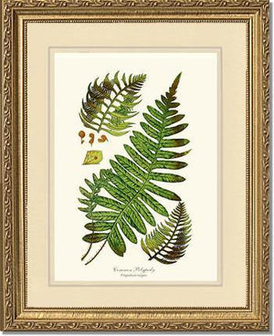 Common Polypody Fern Botanical Wall Art Print-Charting Nature