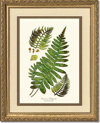 Common Polypody Fern Botanical Wall Art Print-Charting Nature