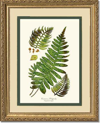 Common Polypody Fern Botanical Wall Art Print-Charting Nature