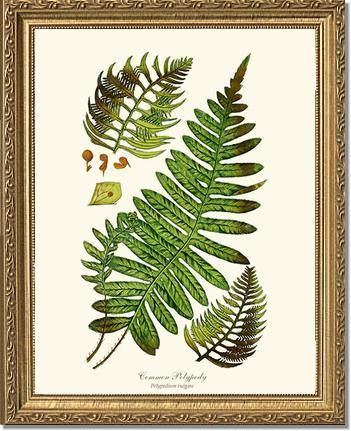 Common Polypody Fern Botanical Wall Art Print-Charting Nature