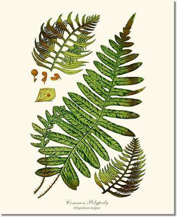 Common Polypody Fern Botanical Wall Art Print-Charting Nature