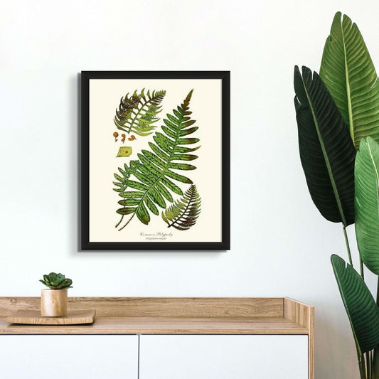 Common Polypody Fern Botanical Wall Art Print-Charting Nature