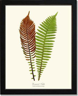 Lomaria nuda Botanical Wall Art Print-Charting Nature