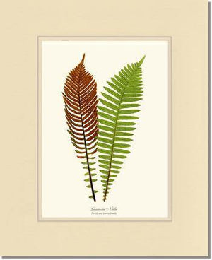 Lomaria nuda Botanical Wall Art Print-Charting Nature