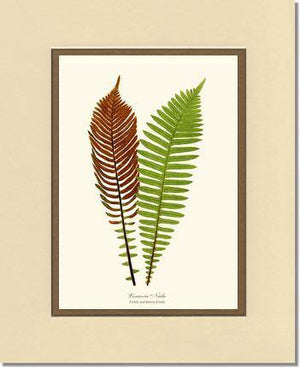 Lomaria nuda Botanical Wall Art Print-Charting Nature