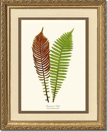 Lomaria nuda Botanical Wall Art Print-Charting Nature