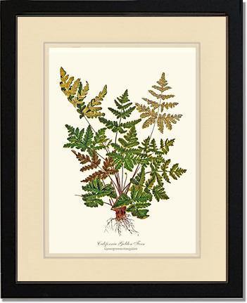 California Gold Fern Botanical Wall Art Print-Charting Nature