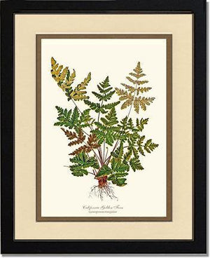 California Gold Fern Botanical Wall Art Print-Charting Nature