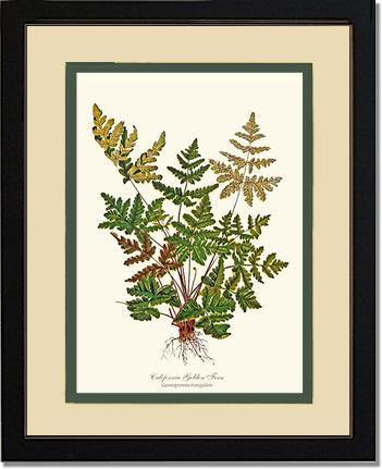 California Gold Fern Botanical Wall Art Print-Charting Nature