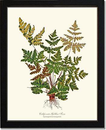 California Gold Fern Botanical Wall Art Print-Charting Nature