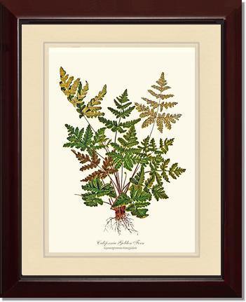 California Gold Fern Botanical Wall Art Print-Charting Nature