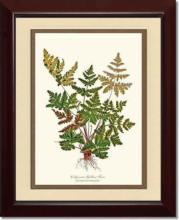 California Gold Fern Botanical Wall Art Print-Charting Nature