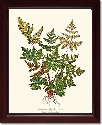 California Gold Fern Botanical Wall Art Print-Charting Nature