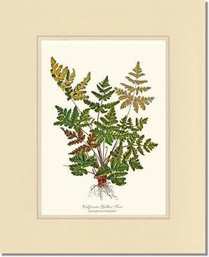 California Gold Fern Botanical Wall Art Print-Charting Nature