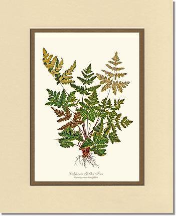 California Gold Fern Botanical Wall Art Print-Charting Nature