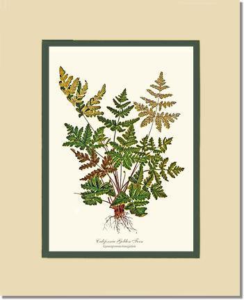 California Gold Fern Botanical Wall Art Print-Charting Nature