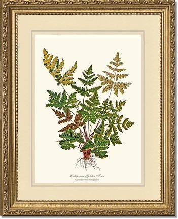 California Gold Fern Botanical Wall Art Print-Charting Nature