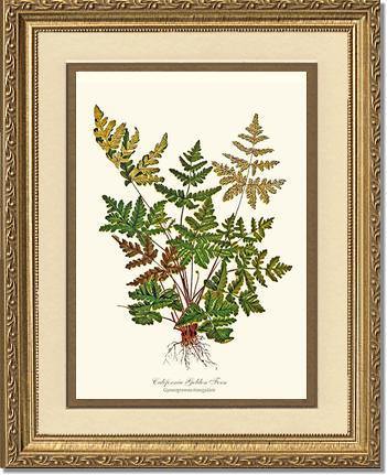 California Gold Fern Botanical Wall Art Print-Charting Nature
