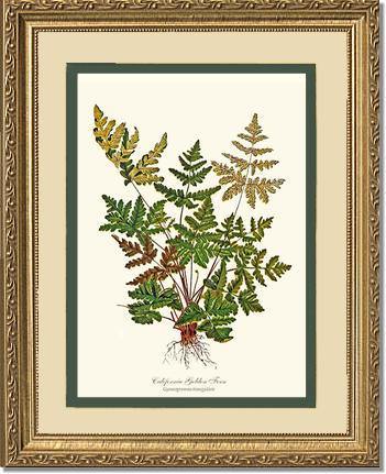 California Gold Fern Botanical Wall Art Print-Charting Nature
