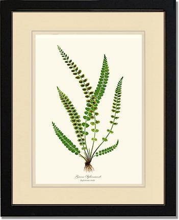 Green Spleenwort Fern Botanical Wall Art Print-Charting Nature