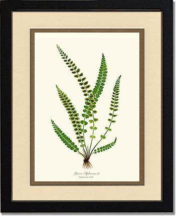 Green Spleenwort Fern Botanical Wall Art Print-Charting Nature