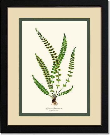 Green Spleenwort Fern Botanical Wall Art Print-Charting Nature