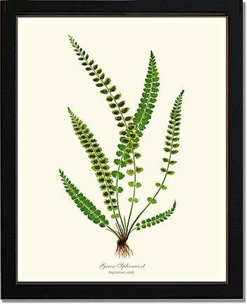 Green Spleenwort Fern Botanical Wall Art Print-Charting Nature