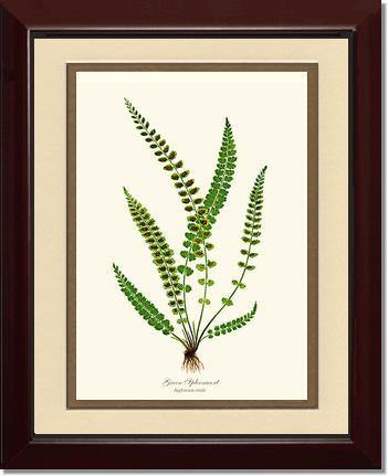 Green Spleenwort Fern Botanical Wall Art Print-Charting Nature