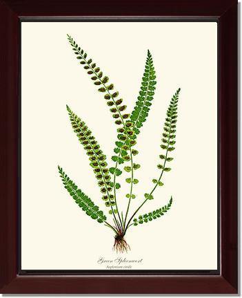Green Spleenwort Fern Botanical Wall Art Print-Charting Nature