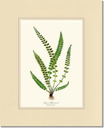 Green Spleenwort Fern Botanical Wall Art Print-Charting Nature