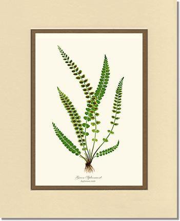 Green Spleenwort Fern Botanical Wall Art Print-Charting Nature