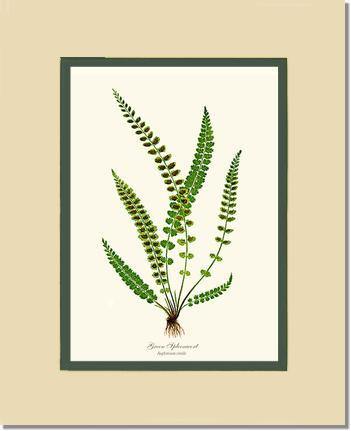 Green Spleenwort Fern Botanical Wall Art Print-Charting Nature