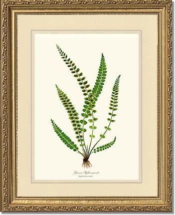 Green Spleenwort Fern Botanical Wall Art Print-Charting Nature
