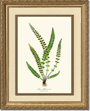 Green Spleenwort Fern Botanical Wall Art Print-Charting Nature