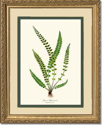 Green Spleenwort Fern Botanical Wall Art Print-Charting Nature