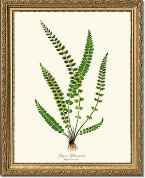 Green Spleenwort Fern Botanical Wall Art Print-Charting Nature