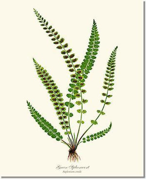 Green Spleenwort Fern Botanical Wall Art Print-Charting Nature