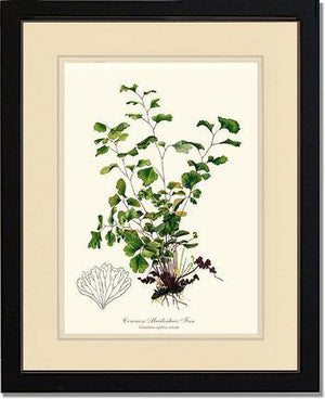 Maidenhair Fern, Common Botanical Wall Art Print-Charting Nature