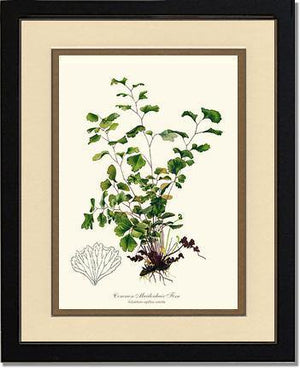 Maidenhair Fern, Common Botanical Wall Art Print-Charting Nature